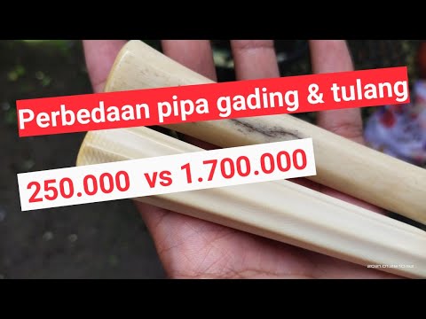 Video: Gading apa yang terbuat dari tulang?