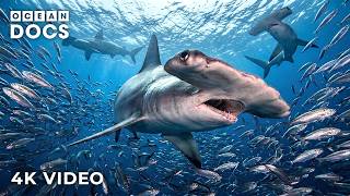 SEA OF CORTEZ | The World’s Aquarium of Extraordinary Marine Life | Nature Animal Documentary SEA OF CORTEZ | The World’s Aquarium of Extraordinary Marine Life | Nature Animal Documentary