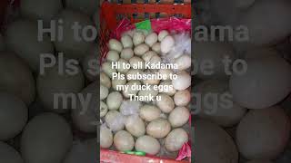 duck eggs