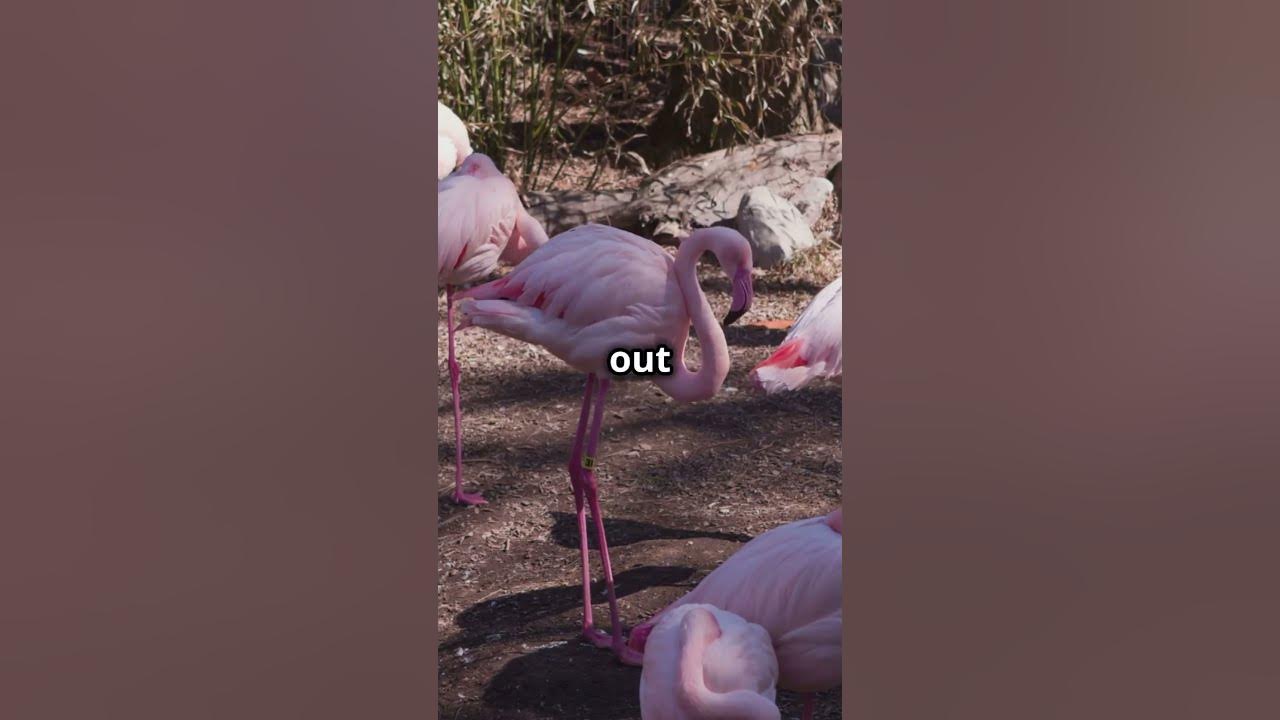 Did You Know? A Group of Flamingos is Called a Flamboyance! 🦩🦩🦩#shorts