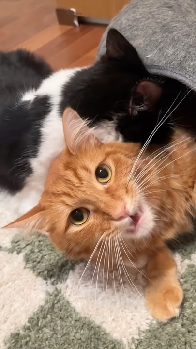 Download lagu find the will 💔 #twilight #edwardcullen