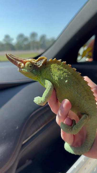 Beautiful Jackson’s Chameleon in South Florida! #floridasfinest