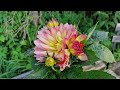 Dahlia hybrid - Dalia zmienna