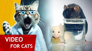 Movie for Cats  Get that Lab Rat (Video for Cats to Watch)