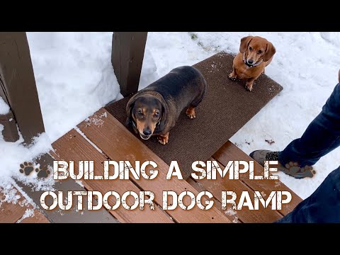 Wideo: Pet Scoop: Mailman buduje rampę dla starszych psów, pies przewodniczący pokazuje swój dzień z GoPro