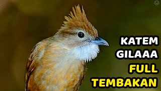 KAPAS TEMBAK GACOR PANJANG NONSTOP