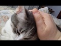 Adorable purry kitten Patty squeaks when I stop petting her