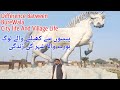 Burewala city ki sair travel pakistan  burewala city life  village life  syed asmeen vlogs
