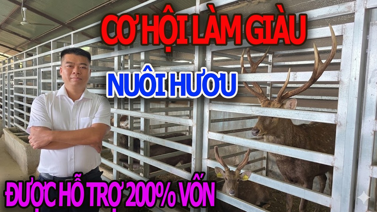 Cơ Hội Làm Giàu : Liên Kết Nuôi Hươu Được Hỗ Trợ 200 % Vốn / Mô Hình Đột Phá 2026