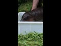 Nace tierno hipopótamo pigmeo en zoológico de Berlín
