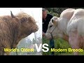 How This Scottish Breed Outperforms Modern Breeds