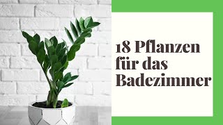 18 Pflanzen für das Badezimmer  Die besten Pflanzen große und kleine Badezimmer