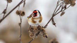 Щеглы на ослиннике и репейнике. Carduelis carduelis. Птицы Беларуси.