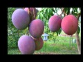 Dieta del Mango Propiedades y Beneficios