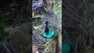 Part 2 Smart Bird #shorts #viral #trending #facts #birds #shortsfeed #short #shortvideo