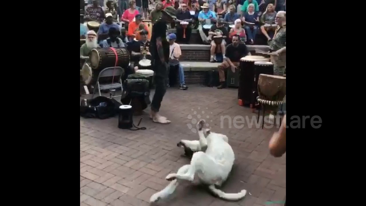 camera iphone 8 plus apk Dog Jives to Music in a Drum Circle