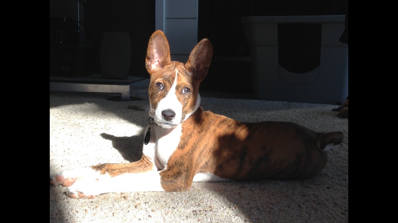 63+ Brindle Basenji