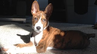 Funny puppy running circles - Brindle Basenji by tommydabbs 7,504 views 10 years ago 1 minute, 45 seconds