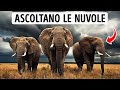 Come il mondo suona agli animali