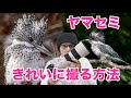 【野鳥撮影】ヤマセミをキレイに撮る３つのコツ・方法【SONY α7RIII】