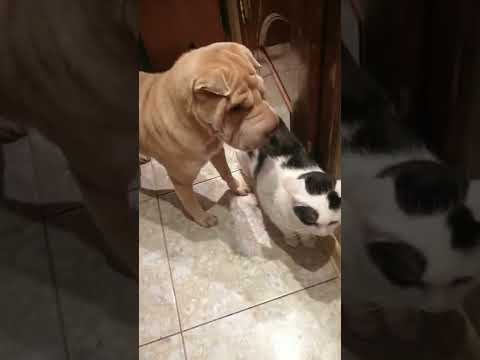 #🤣 #шарпей #собака #вкусняшка #бригада