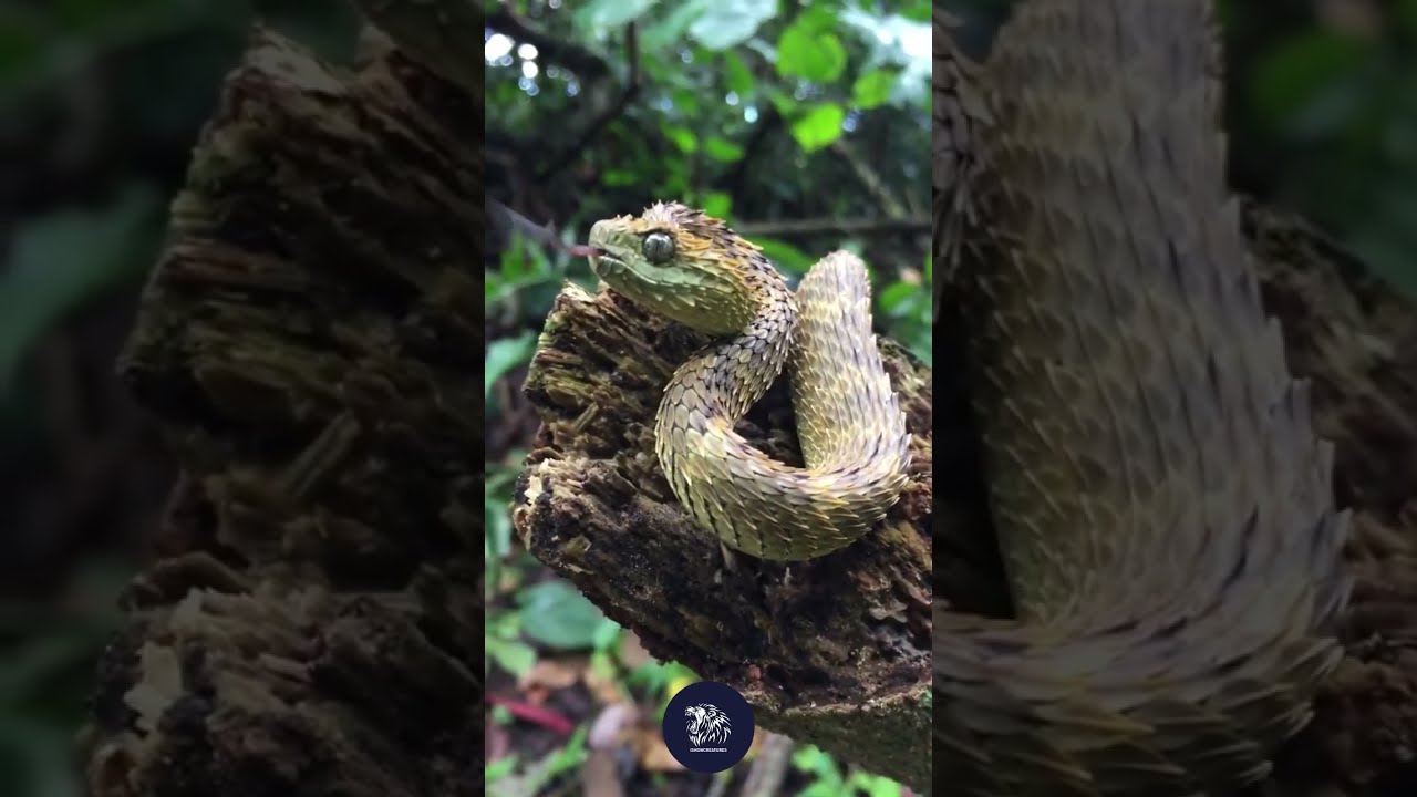 U S Reptile Enthusiasts For Its Dragon 45 75 Cm 18 30 Inches 
