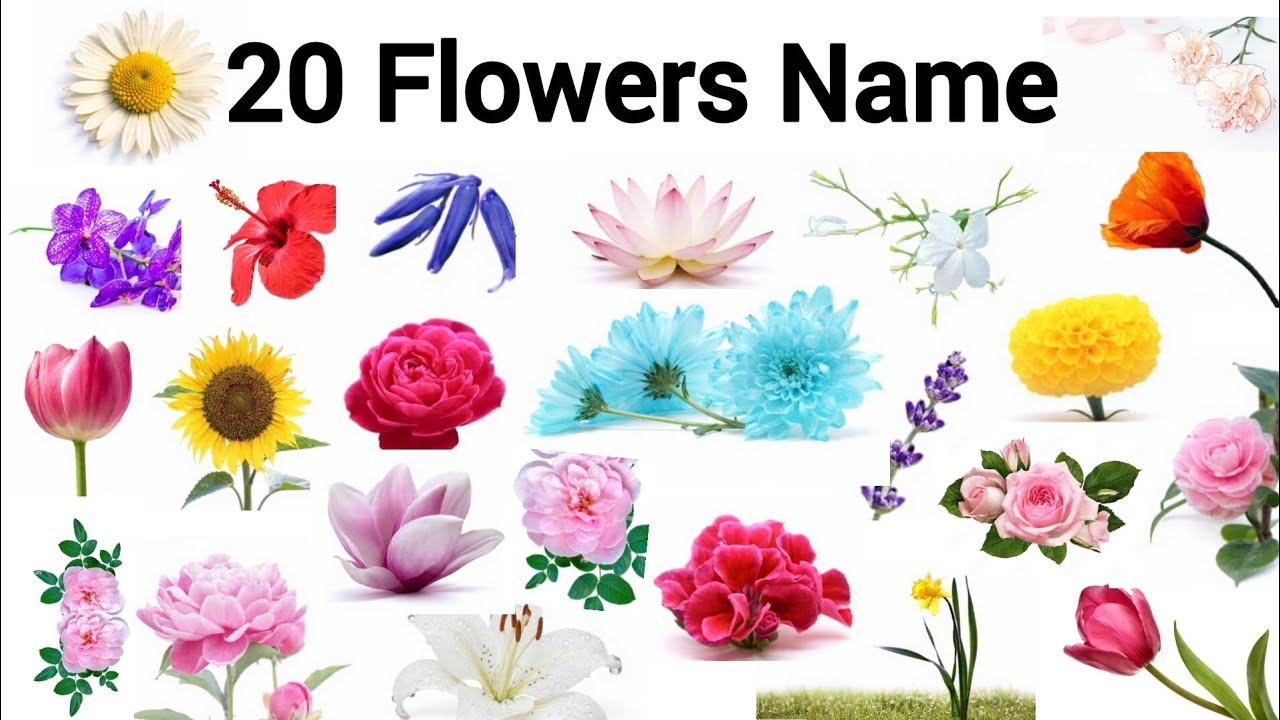 Learn 20 Flowers Name 🌼 | Easy Flowers Name For Kids
