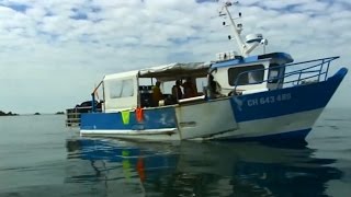 Le Homard du Cotentin - Pêche Durable MSC