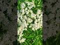 Florida Native Jumbo Elderberry in Bloom #allnatural #foodforest #medicinalplants