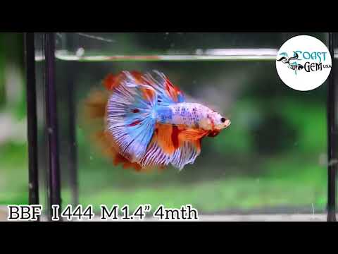 Video (BBF-A444) Nemo Galaxy Dragon Halfmoon Male Betta - youtube