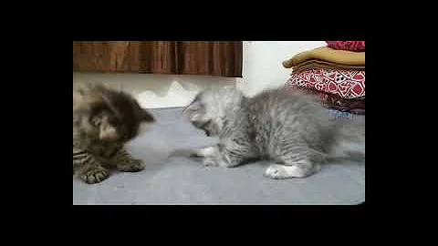 Video 10782061: pure persian kitten, doll face male kitten, pets