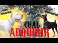 DOGO ARGENTINO O DOBERMAN | criadero doberman/dogo argentino