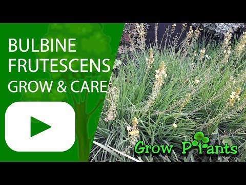 Bulbine frutescens - grow & care (Stalked bulbine)