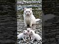 A Heartbreaking Miracle: Stranded Mother Cat & Kittens Rescued! 🐾❤️