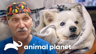 Dr. Jeff reconstruye mandíbula fracturada a cachorra | Dr. Jeff, Veterinario | Animal Planet