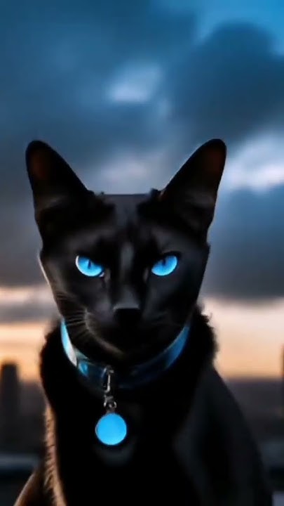 бич коты воители . #котывоители бич# - YouTube