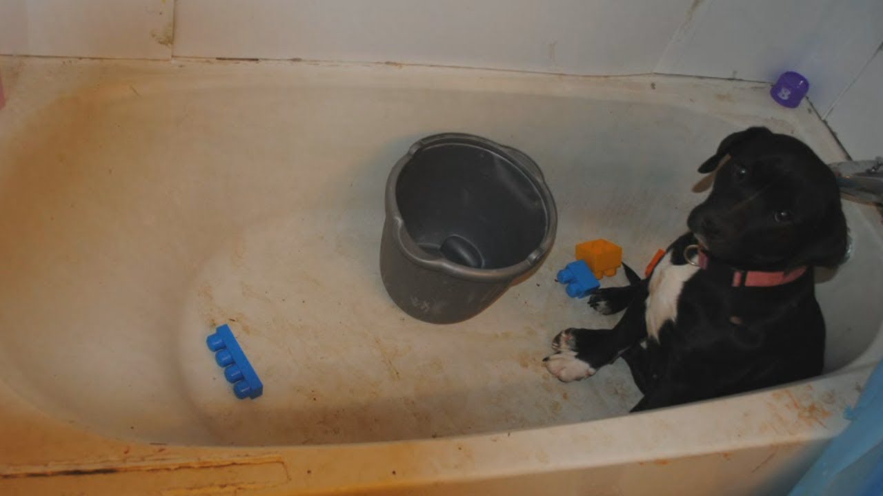 Couple charged with child endangering arraigned on animal cruelty ...