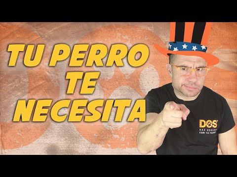 Cómo educar a un cachorro 🐶📝 | Lo que tu PERRO necesita de ti 🤔