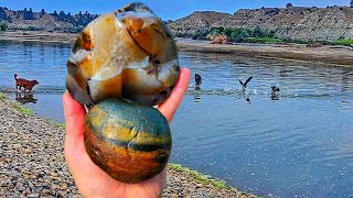 Finding Spectacular Shelf Specimens in the Wild Yellowstone River! #rockhounding
