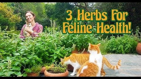 Herbal Remedies for Cats ~ Helping Nervous Kitties ~ Tea for Cats ~ Liver Detox with Plants