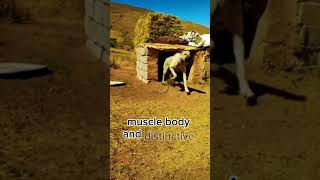 The strongest dogs the Turkish kangal shepherd dog breed