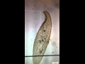 Loxodes rex ciliate details