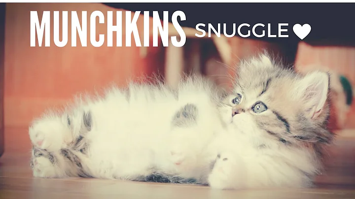Video 11848261: munchkin kitten sleeping, munchkin cat