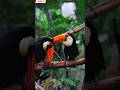 burung ini punya paru besar#shorts#animals#vidio