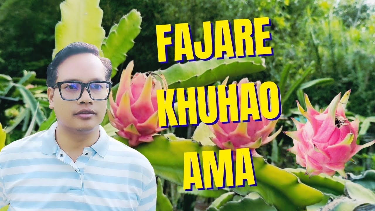 Organic Dragon fruit khwaidei haoba mafam ama leire//Mahaodi leitre haisini 🔥🔥🔥