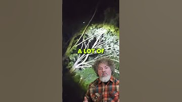 Unknown Creature RIPS APART Tree in SC?! #shorts