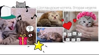 Шотландские котята. Вторая неделя жизни Шотландские котята. Вторая неделя жизни