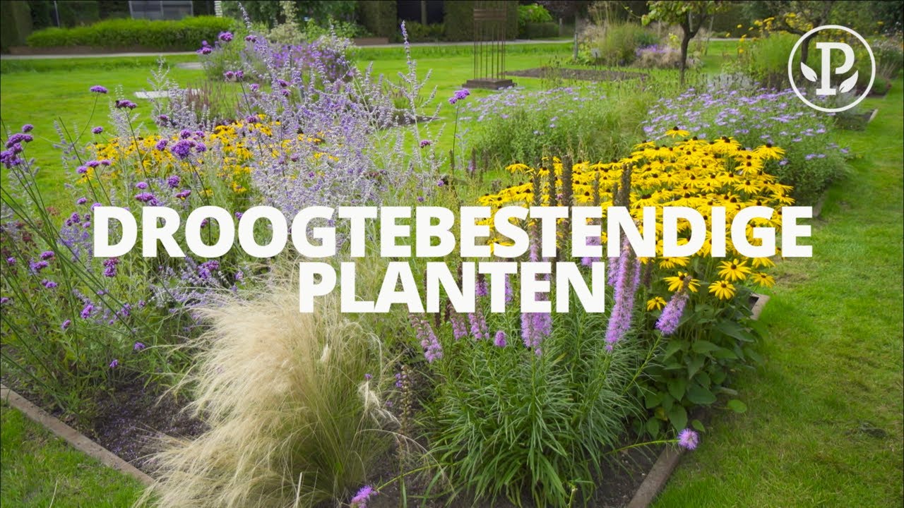 Spectaculaire planten in een zonnige tuin - Perennial Power