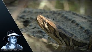 Alligator Eats Python 03 Footage