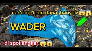 MANCING DI SPOT ANGKER BANYAK BABON WADER😱😱😱kendar fishing